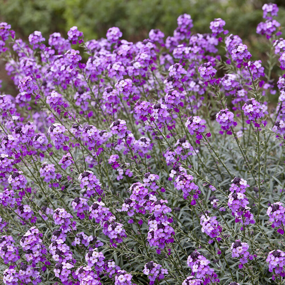 Muurbloem 'Bowles Mauve' - Vaste planten - Bakker