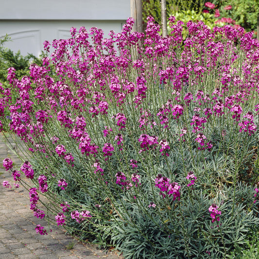 Muurbloem 'Bowles Mauve' - Bakker