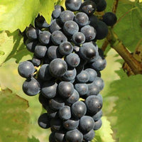 Blauwe muskaatdruif - Vitis vinifera Muscat Bleu - Bakker