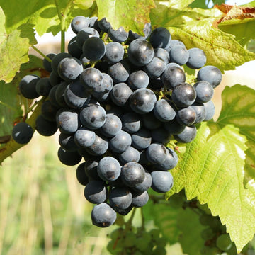 Blauwe muskaatdruif