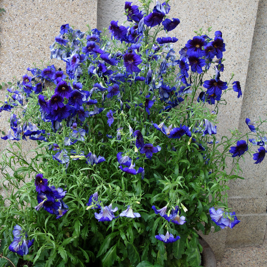 Brokaatbloem Kew Blue - Bakker