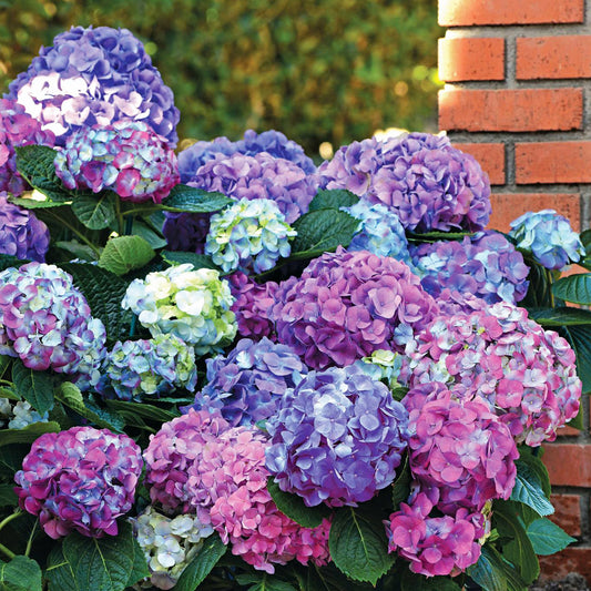 Boerenhortensia 'Tricolore' - Bakker