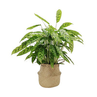 Belly Basket - Bakker