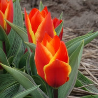 Tulpen Winnipeg (x10) - Tulipa Winnipeg - Bakker