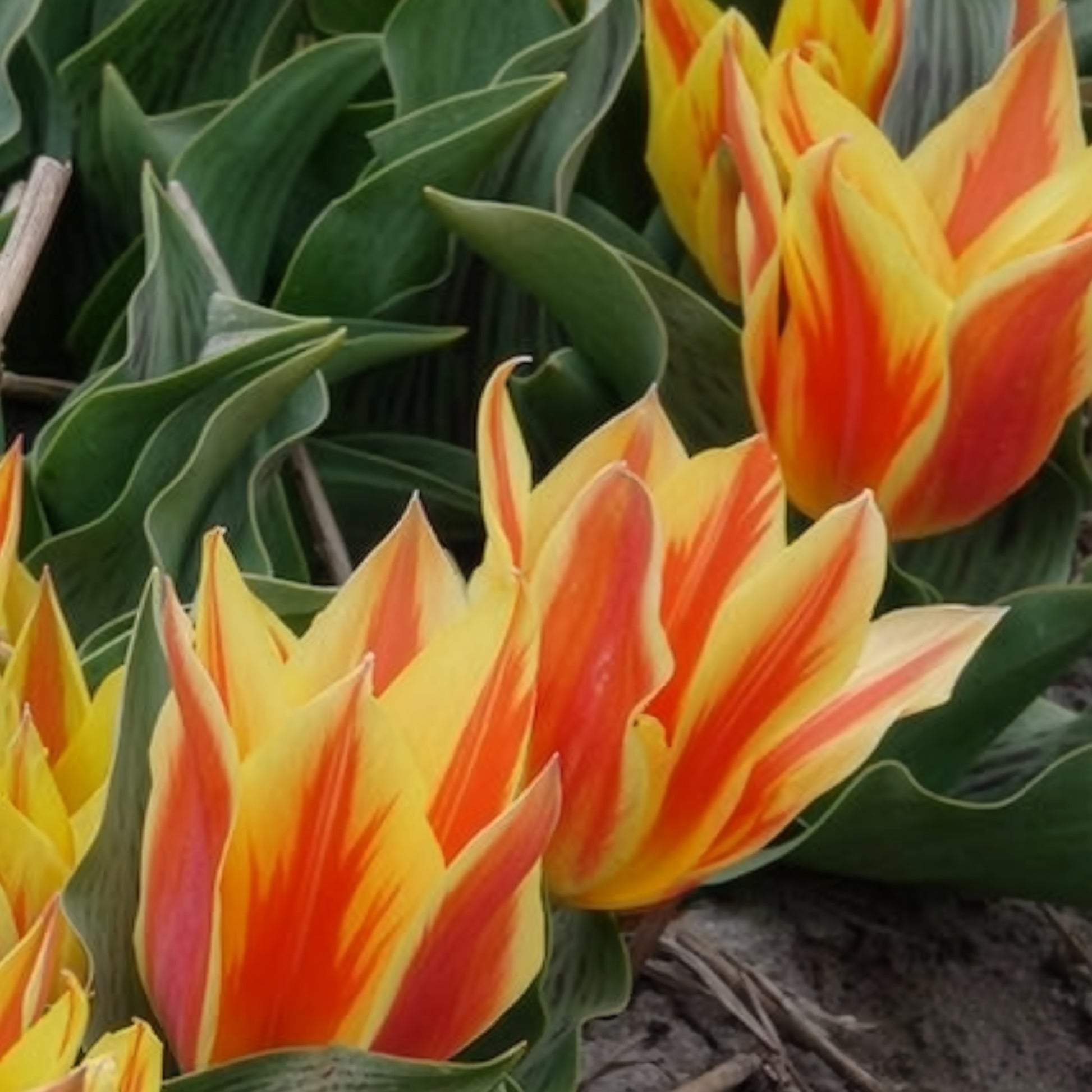 Verkoop Tulpen Winnipeg (x10)