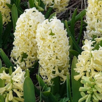 Hyacint - Hyacinthen 'City of Haarlem' (x6) - Hyacintus orientalis city of haarlem