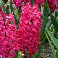 Hyacinthen 'Jan Bos' (x6)