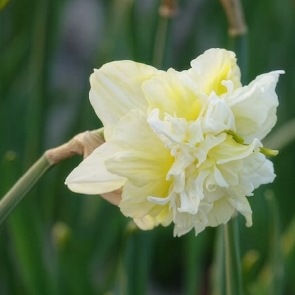 Dubbele Narcissen 'Obdam' (x10) - Narcissus obdam - Bakker