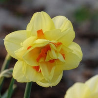 Dubbele Narcissen 'Tahiti' (x10)