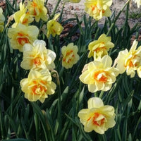 Dubbele Narcissen 'Tahiti' (x10)