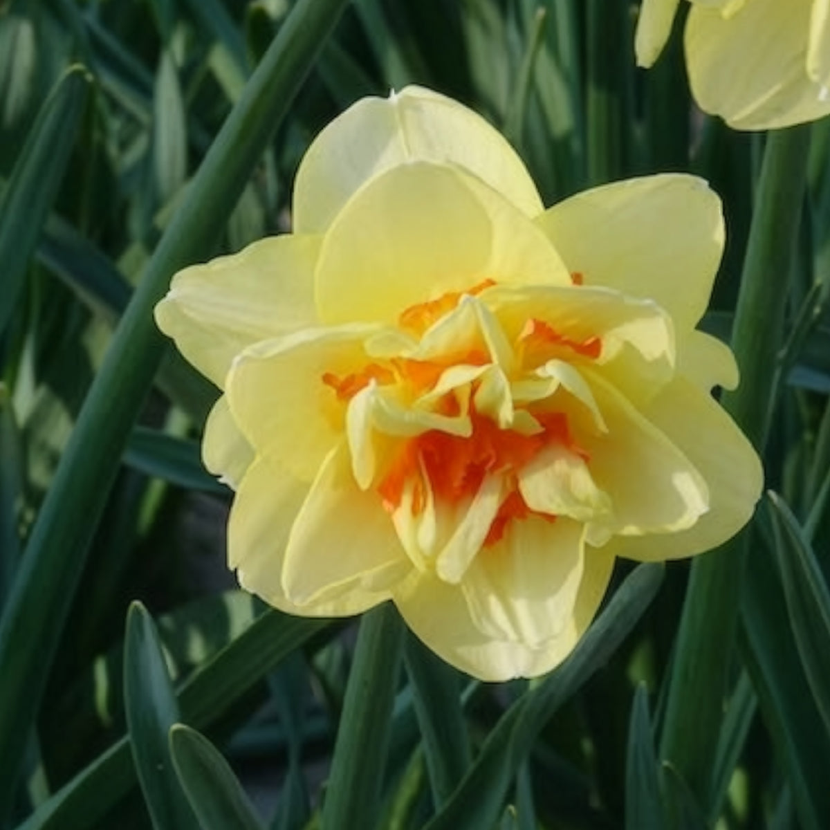 Dubbele Narcissen 'Tahiti' (x10) - Narcissus Tahiti - Bakker