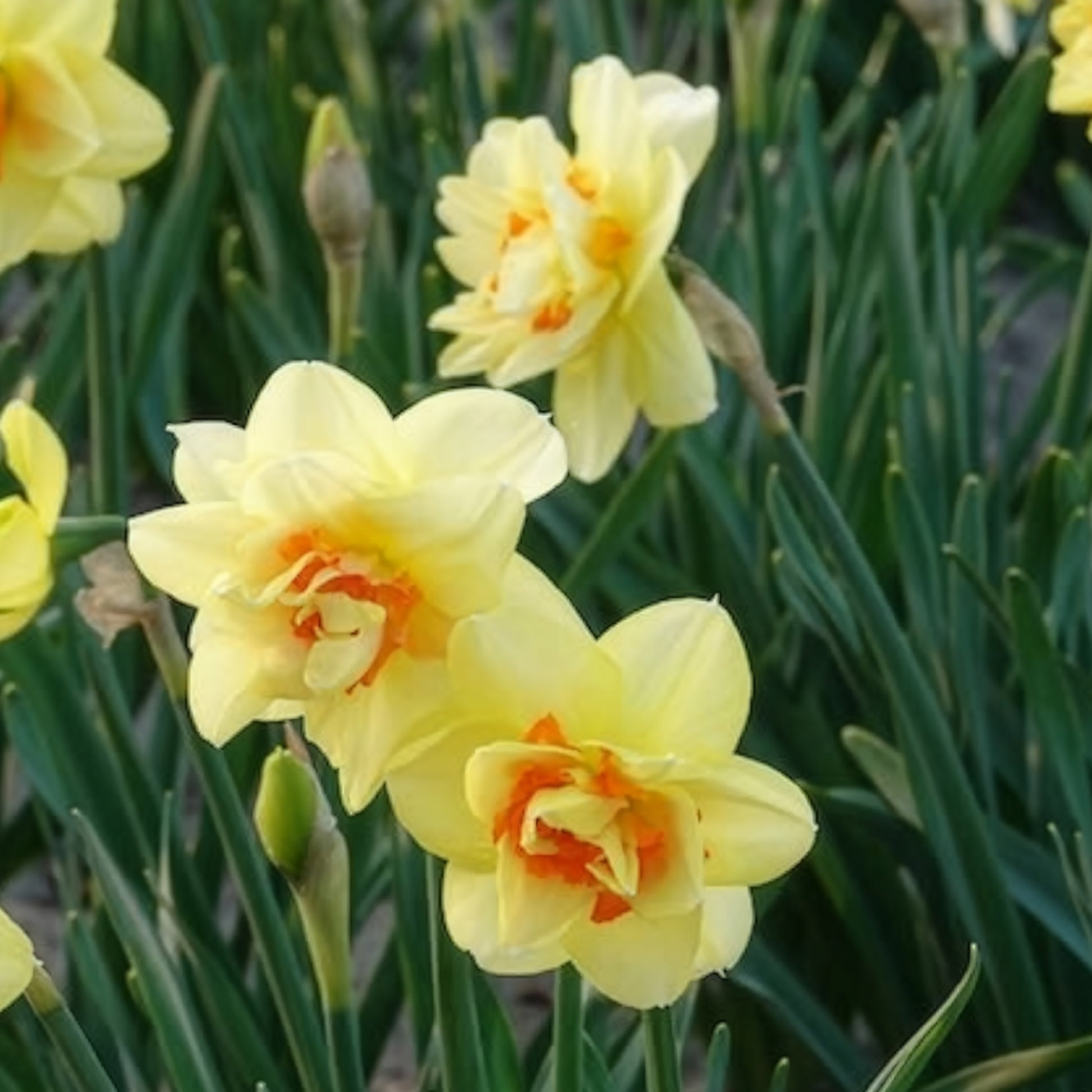Narcissus Tahiti - Dubbele Narcissen 'Tahiti' (x10) - Narcissen