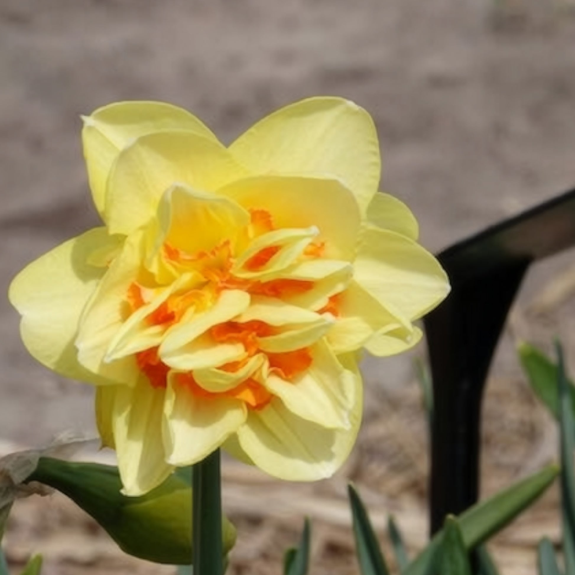 Narcissen - Dubbele Narcissen 'Tahiti' (x10) - Narcissus Tahiti