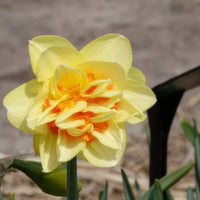 Dubbele Narcissen 'Tahiti' (x10)