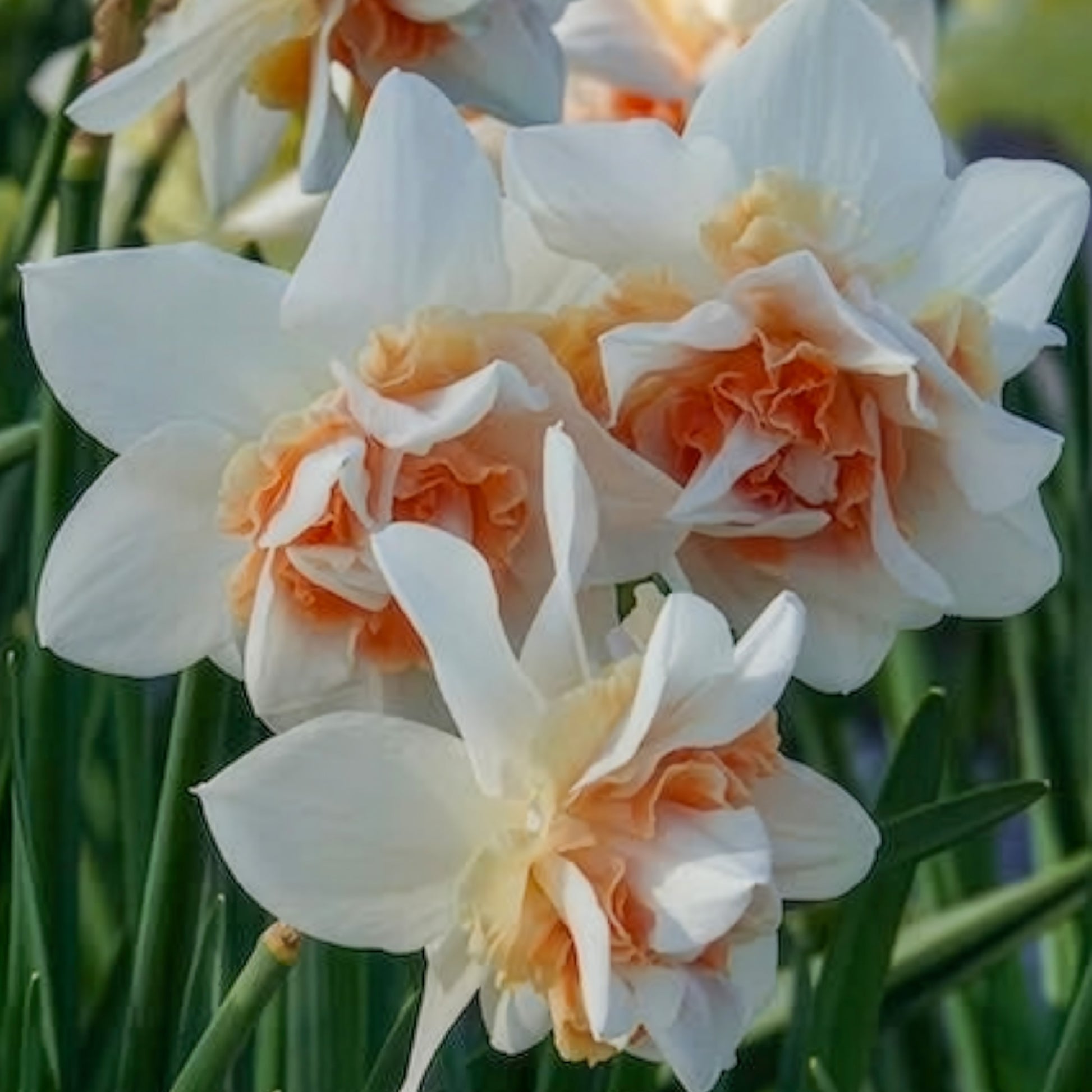 Dubbele Narcissen 'Replete' (x10) - Narcissus replete - Bakker