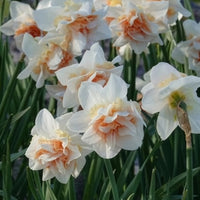 Narcissen - Dubbele Narcissen 'Replete' (x10) - Narcissus replete