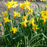 Narcis Jet Fire (x5) - Narcissen - Bakker