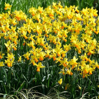 Verkoop Narcis Jet Fire (x5) - Narcissen