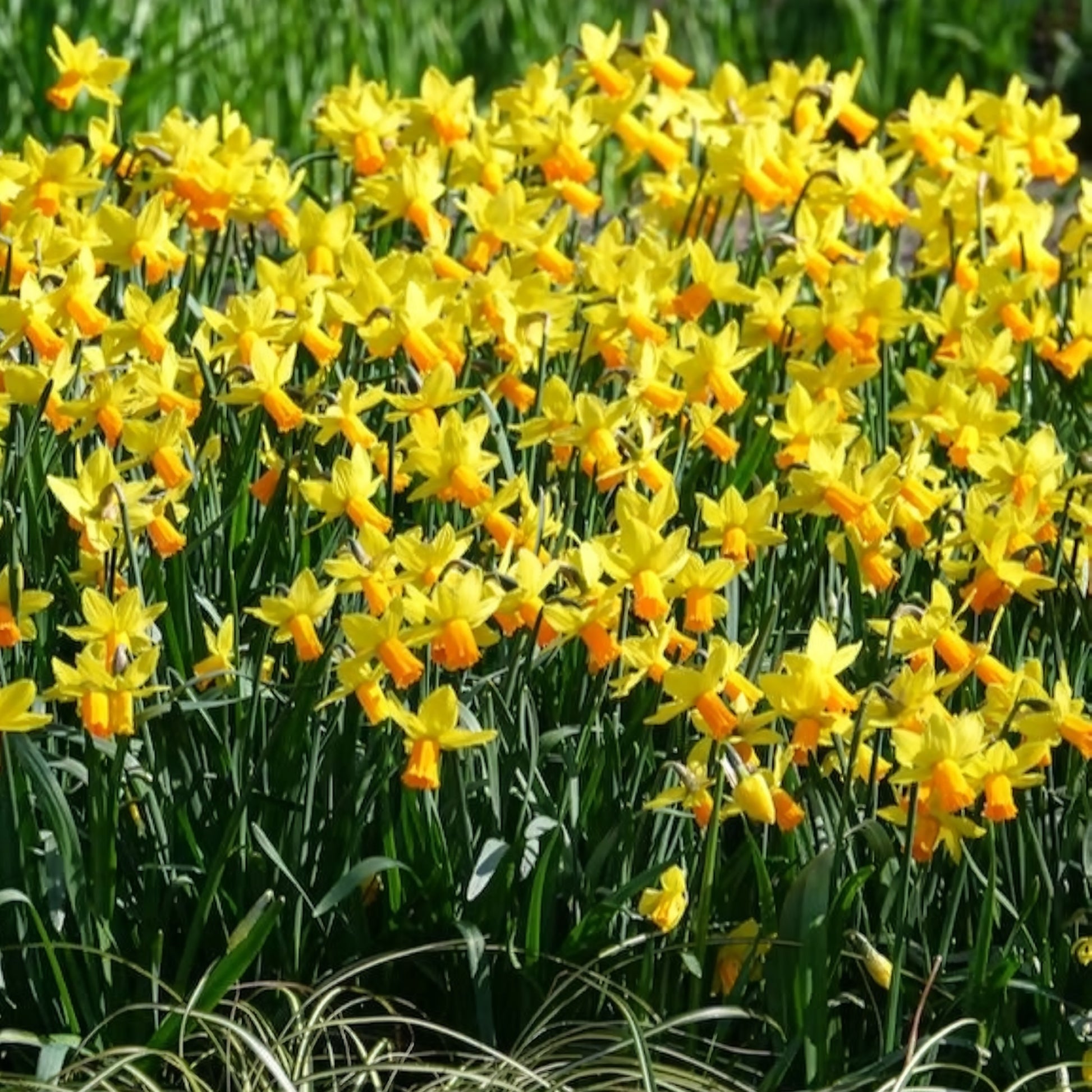 Verkoop Narcis Jet Fire (x5) - Narcissen