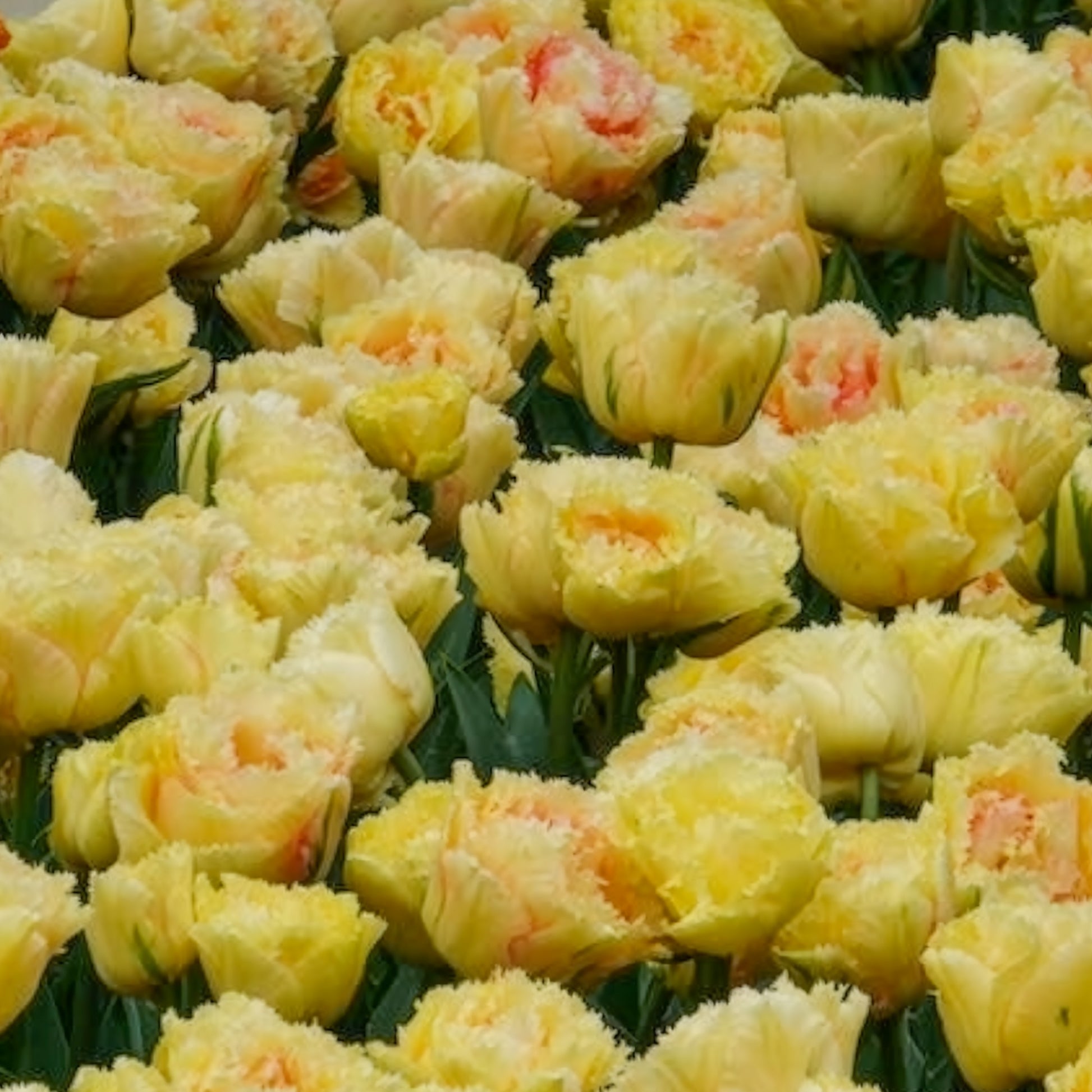 Tulp 'Vaya con Dios' - Tulipa vaya con dios - Bakker