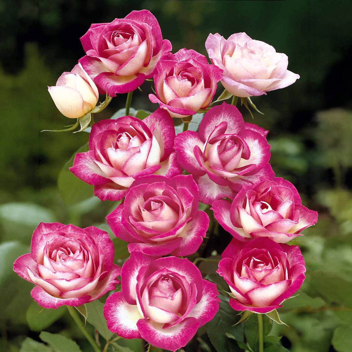 Trosroos 'La Minuette' (x3)
