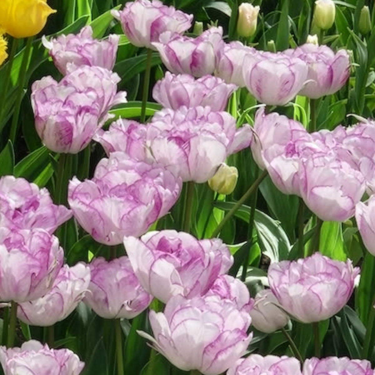 Tulpen - Pioentulpen 'Shirley Double' (x5) - Tulipa Shirley Double