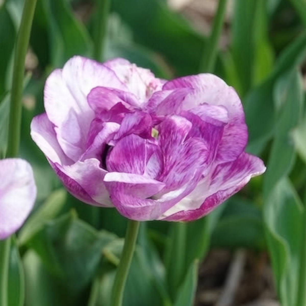 Pioentulpen 'Shirley Double' (x5) - Tulipa Shirley Double - Bakker