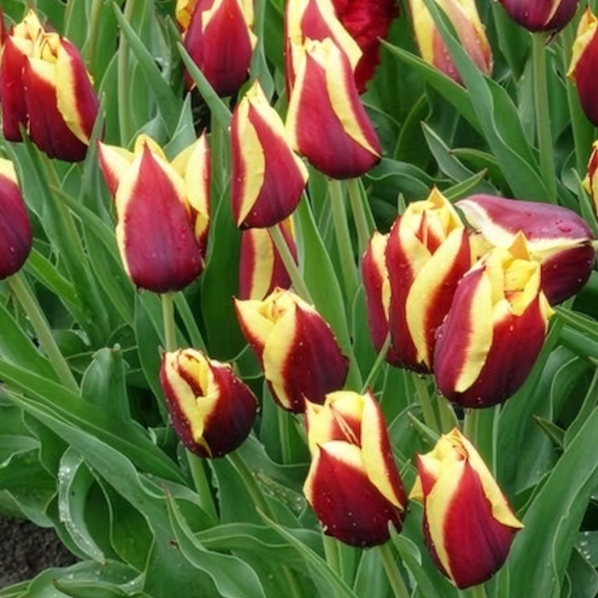 Tulpen - Tulpen 'Gavota' (x10) - Tulipa gavota