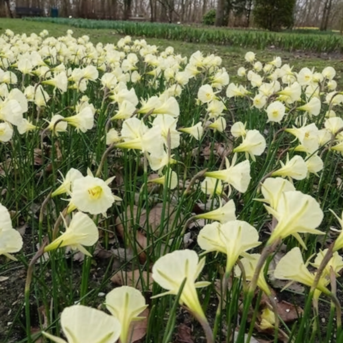 Narcissen Artic Bells (x10) - Narcissus artic bells - Bakker