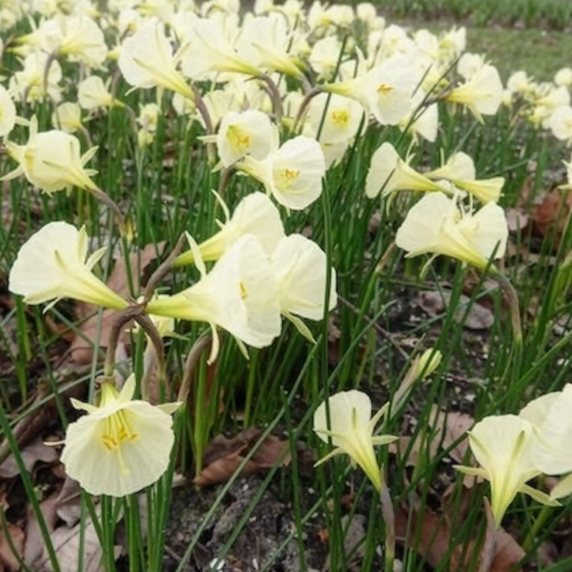 Verkoop Narcissen Artic Bells (x10) - Narcissus artic bells