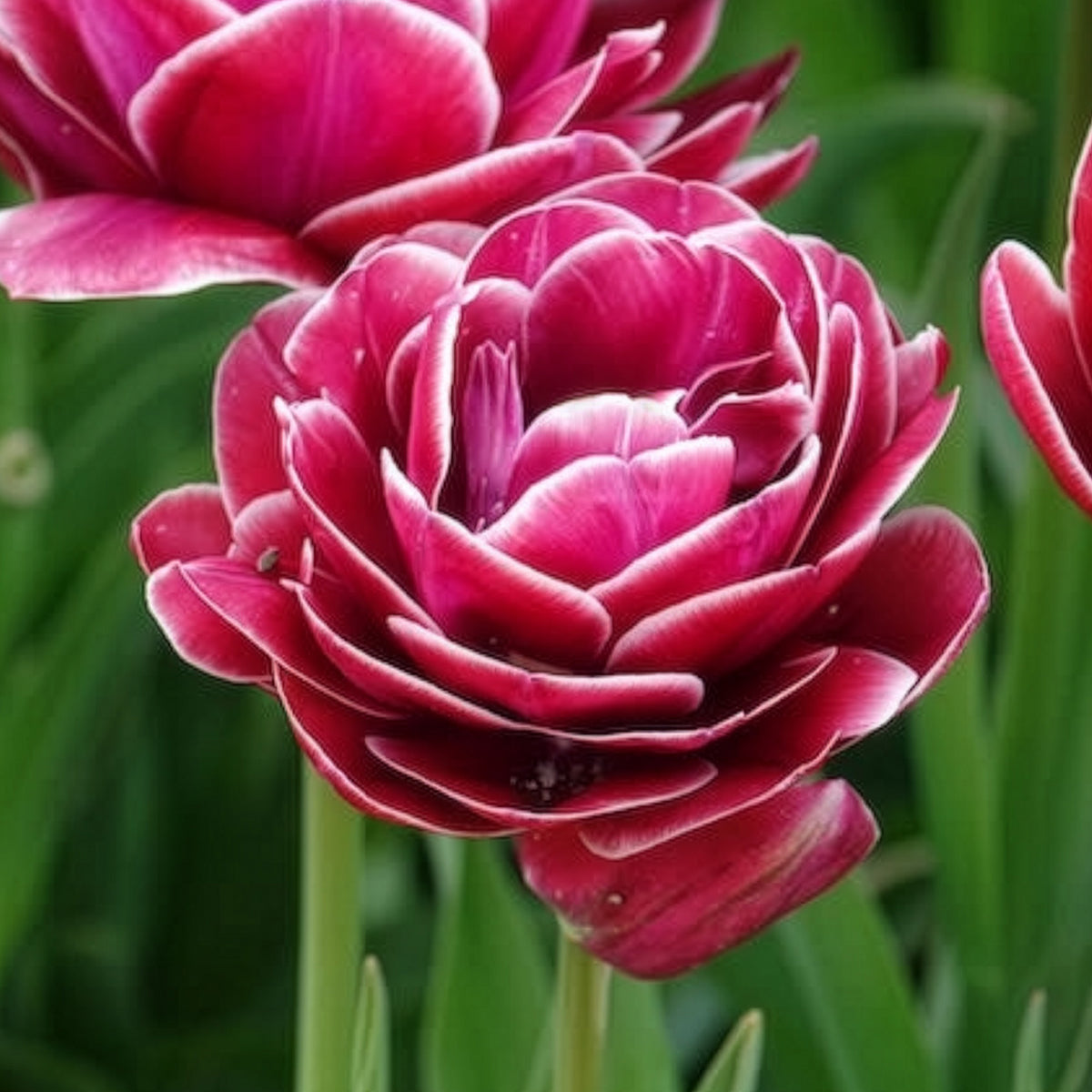 Verkoop Dubbelbloemige tulp 'Dream Touch' (x7) - Tulipa Dream Touch