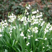 Voorjaarsbloeiers - Zomerklokje (x8) - Leucojum aestivum
