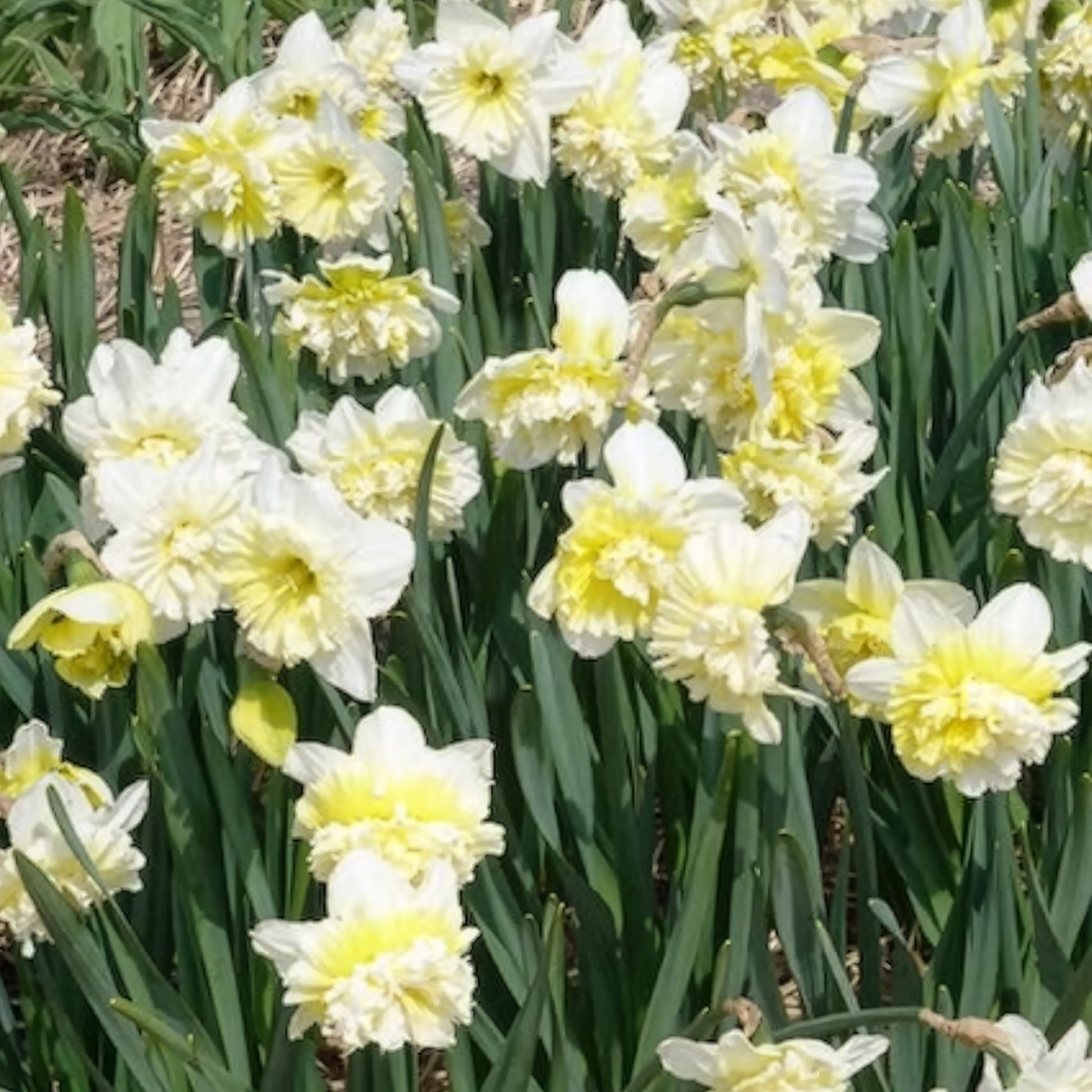 Narcis Ice King (x5) - Narcissen - Bakker