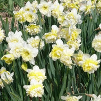 Narcis Ice King (x5)