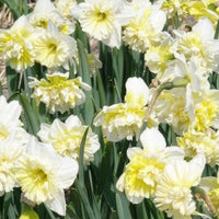 Narcis Ice King (x5)