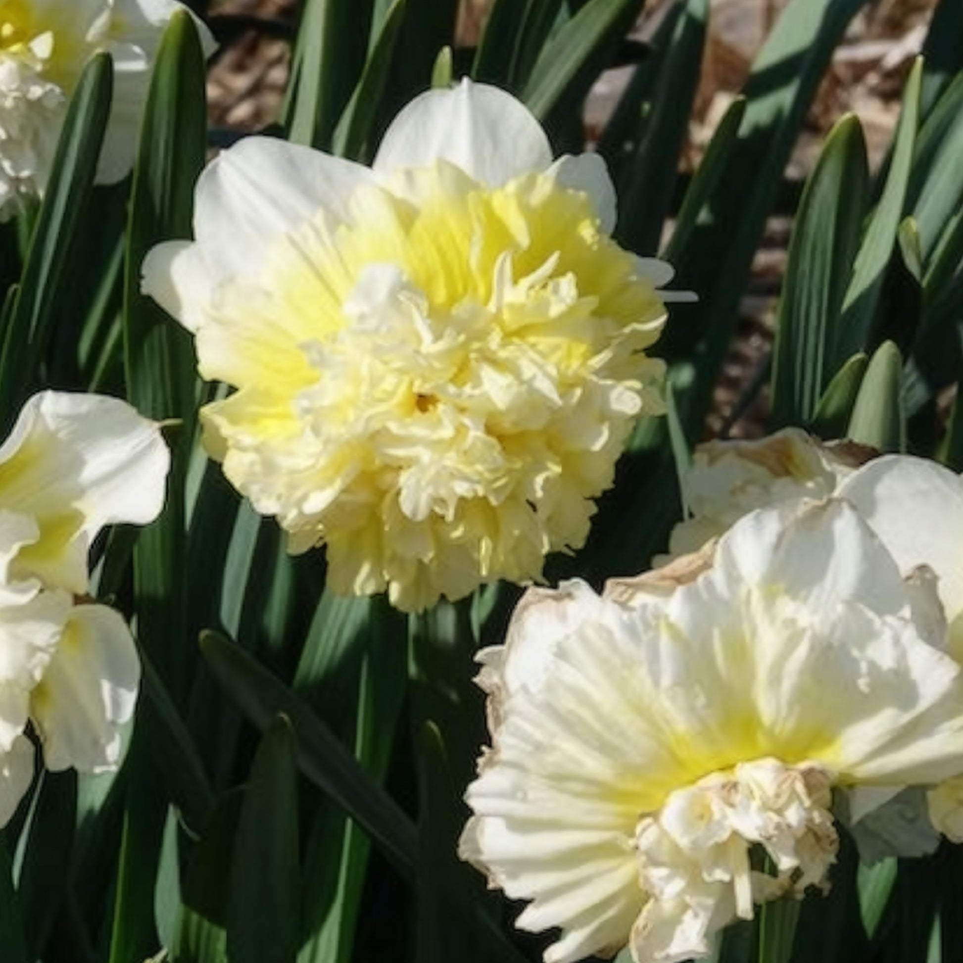 Narcissen - Narcis Ice King (x5) - Narcissus ice king