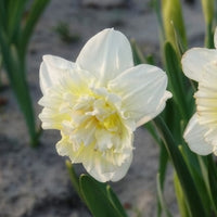 Narcissus ice king - Narcis Ice King (x5) - Narcissen