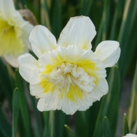 Narcis Ice King (x5)