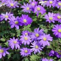 Verkoop Anemone Blanda Blauw (x30) - Anemone blanda Blue Shades