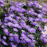 Verkoop Anemone Blanda Blauw (x30)