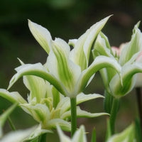 Verkoop Tulipa greenstar - Leliebloemige tulpen 'Greenstar' (x10)