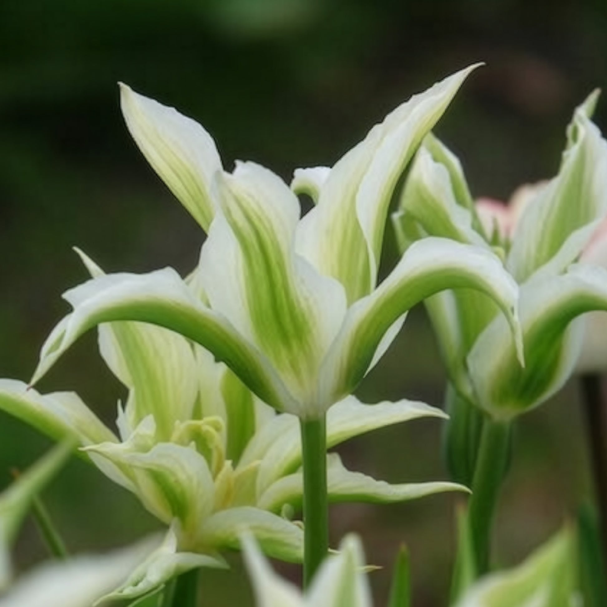 Verkoop Tulipa greenstar - Leliebloemige tulpen 'Greenstar' (x10)
