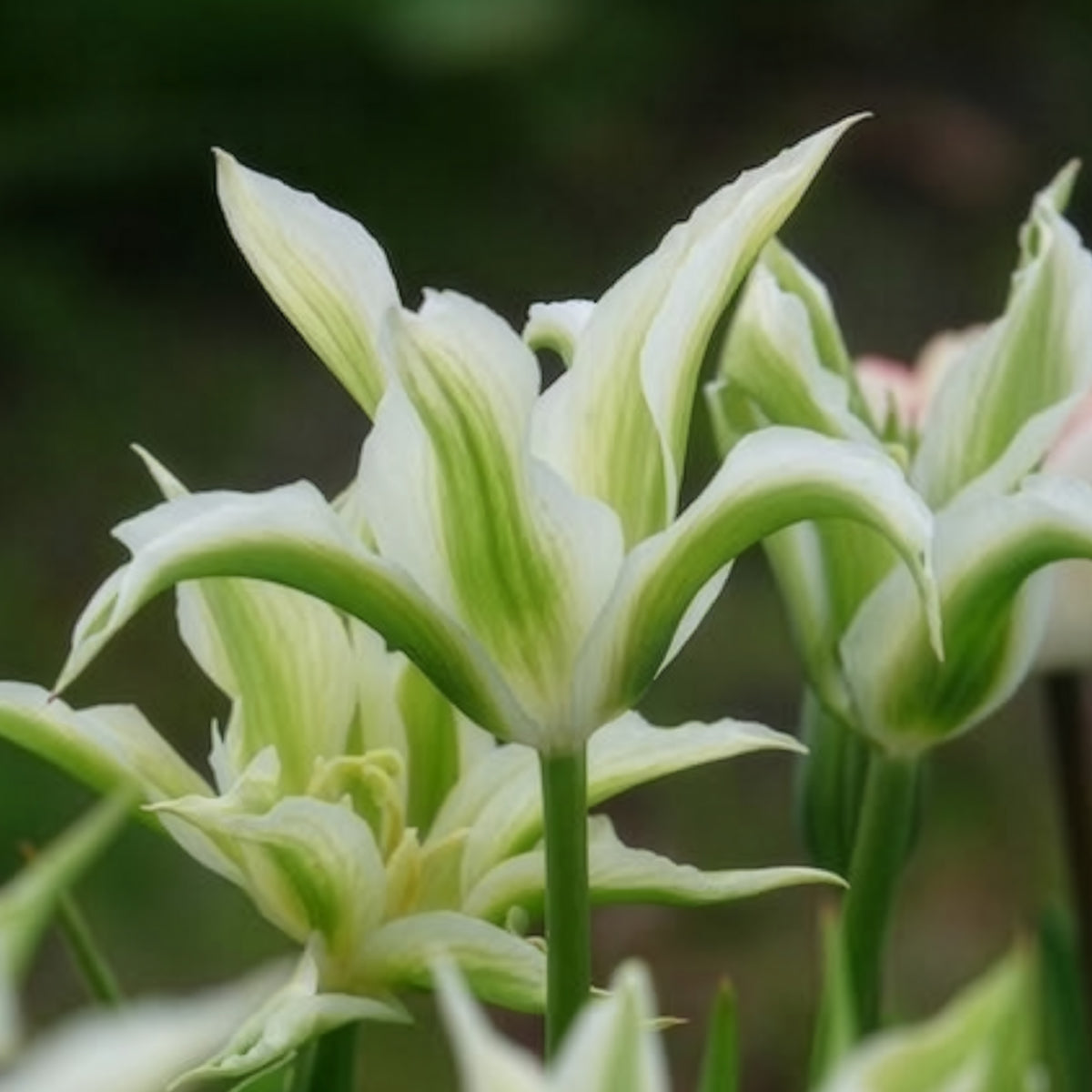 Verkoop Tulipa greenstar - Leliebloemige tulpen 'Greenstar' (x10)