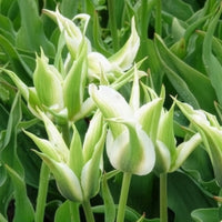 Leliebloemige tulpen 'Greenstar' (x10) - Tulpen - Bakker