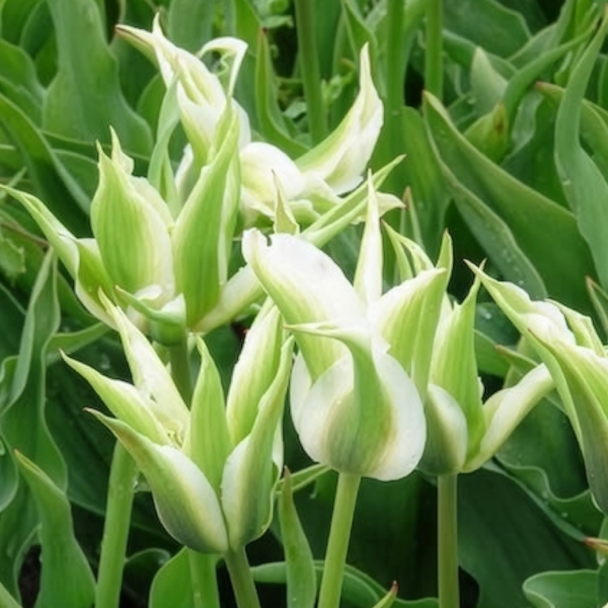 Leliebloemige tulpen 'Greenstar' (x10) - Tulpen - Bakker