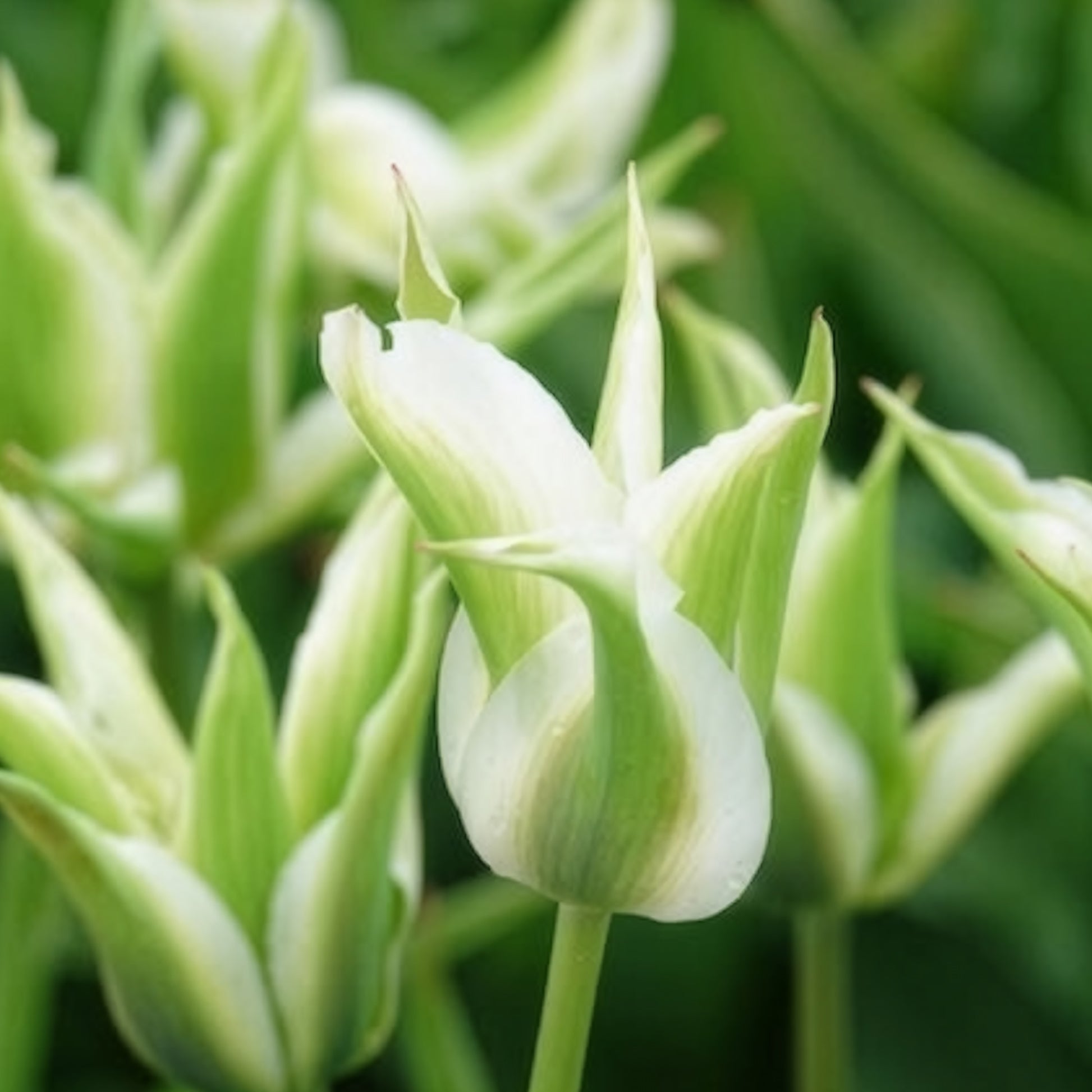 Verkoop Leliebloemige tulpen 'Greenstar' (x10) - Tulpen