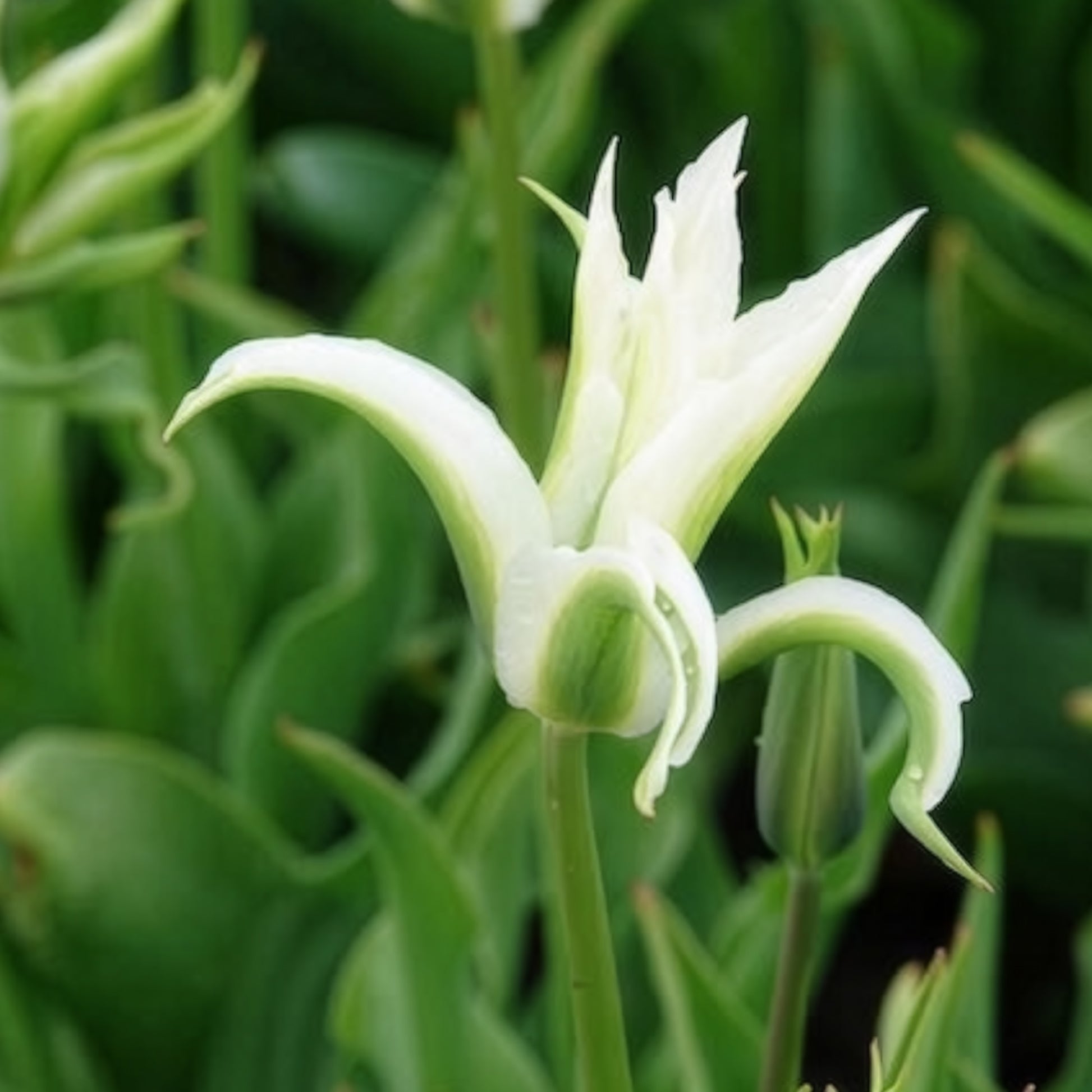 Verkoop Tulpen - Leliebloemige tulpen 'Greenstar' (x10)