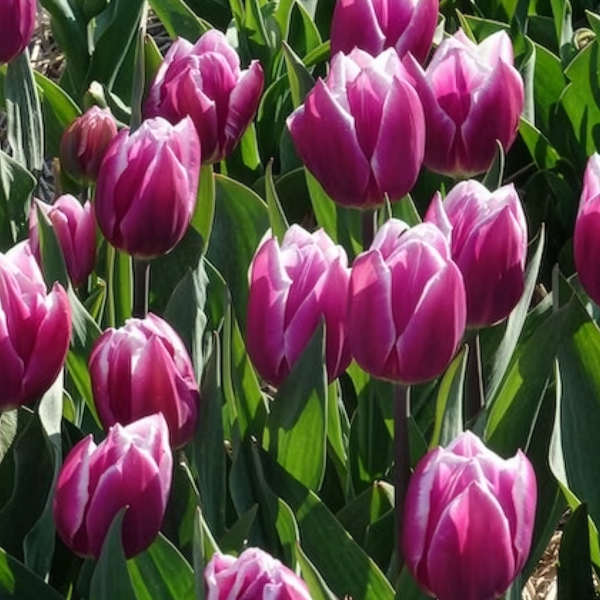 Tulpen Triomphe Synaeda blue (x10) - Tulpen - Bakker
