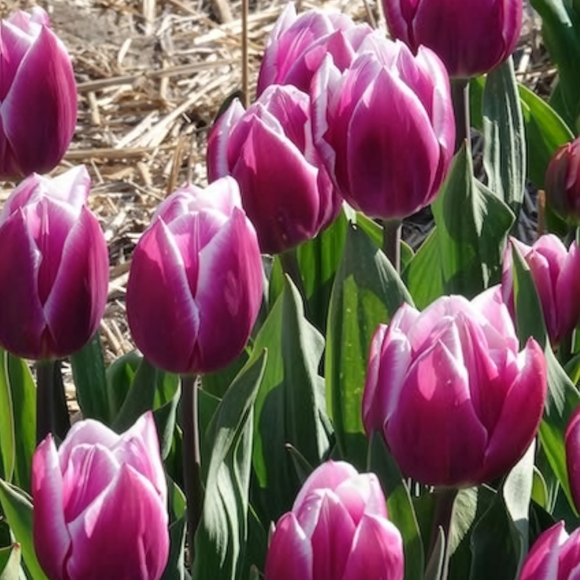 Verkoop Tulpen Triomphe Synaeda blue (x10) - Tulipa Synaeda Blue