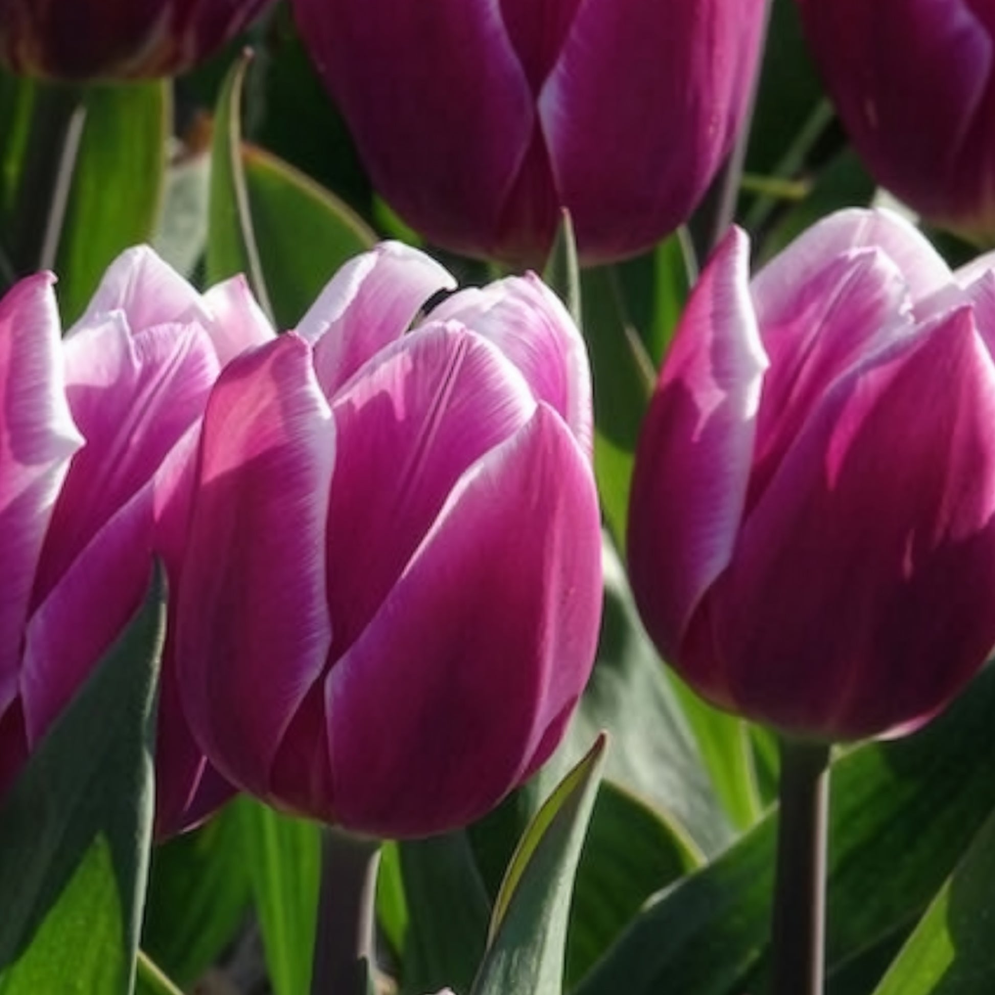 Verkoop Tulpen Triomphe Synaeda blue (x10) - Tulipa Synaeda Blue